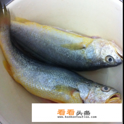 清蒸大冻黄鱼的视频做法