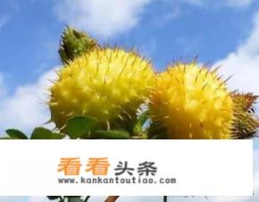 刺梨泡酒有什么功效 刺梨泡酒有什么功效