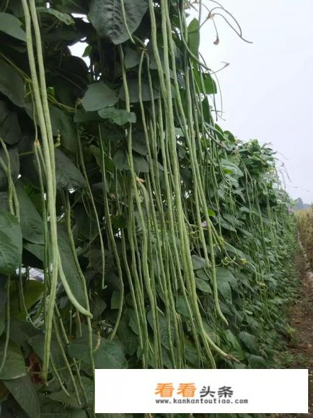 夏季适合种植的蔬菜种类有哪些 夏季适合种植的蔬菜种类有哪些