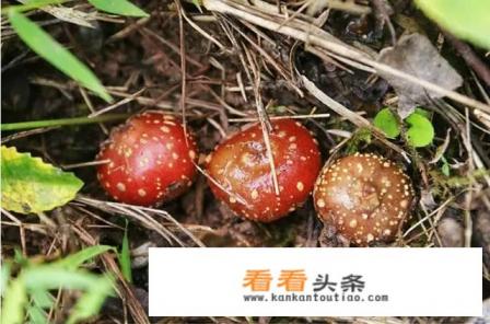 野生香地瓜怎么种植 野生香地瓜怎么种植