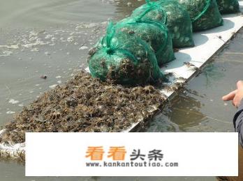 螃蟹怎样养