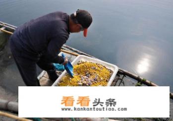 螃蟹怎样养