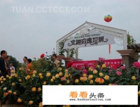广州从化西和村玫瑰园自驾游怎么走 广州从化西和村玫瑰园自驾游怎么走