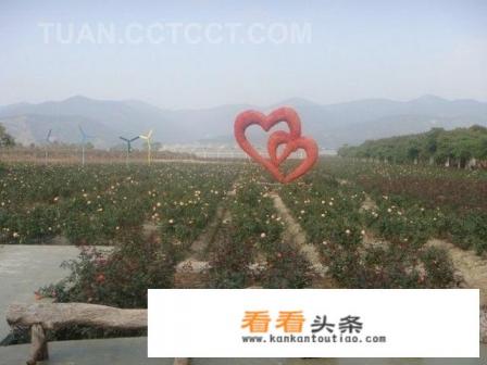 广州从化西和村玫瑰园自驾游怎么走 广州从化西和村玫瑰园自驾游怎么走