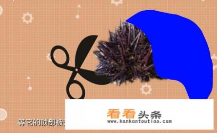 海胆怎么处理 海胆怎么处理