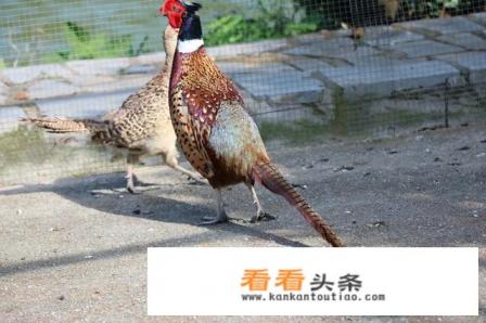 如何养殖山鸡 如何养殖山鸡