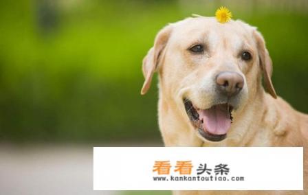 9月28在国外是什么节日 9月28在国外是什么节日