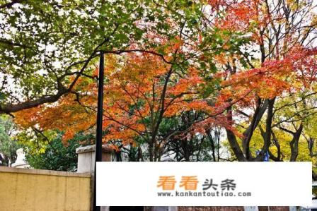 请问,11月还适合去青岛旅游吗 请问,11月还适合去青岛旅游吗