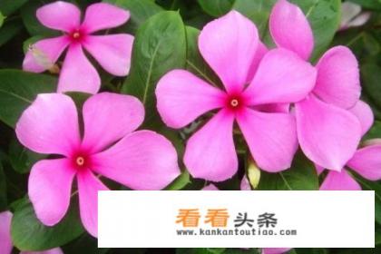 长春花秋天开花吗 长春花秋天开花吗