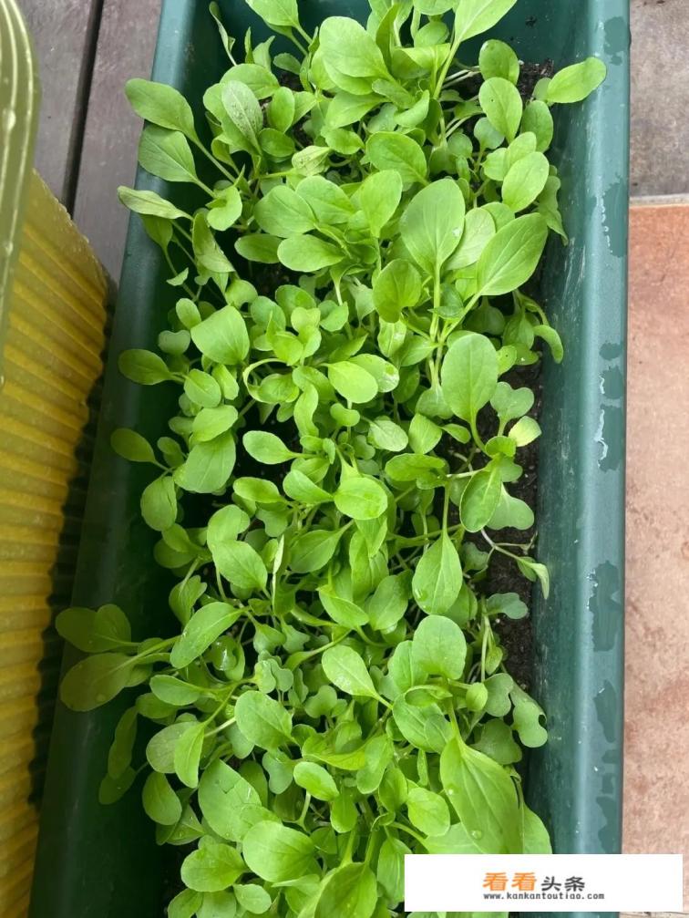 青菜种植 *** 和技巧
