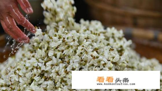 槐花茶正宗做法