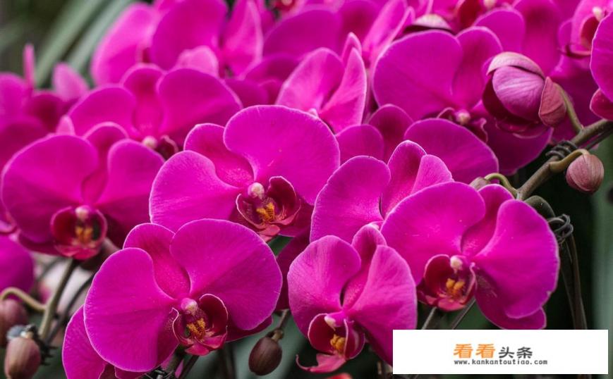 蝴蝶兰的养殖 *** 