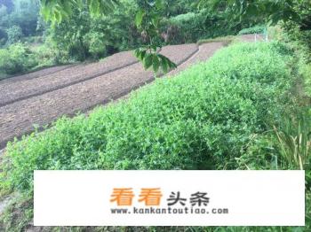 豌豆苗种植 *** 豌豆苗种植 ***