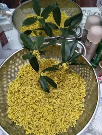 桂花泡茶怎么处理 桂花泡茶怎么处理