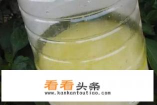 豆腐渣如何快速做肥料 豆腐渣如何快速做肥料