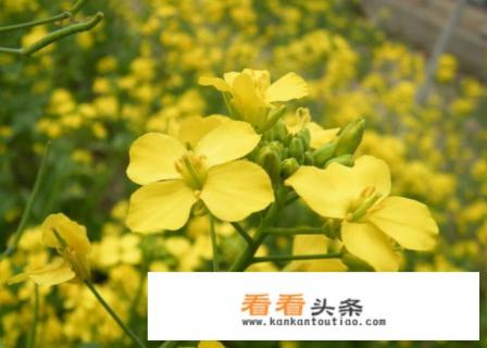 油菜花作文300字 油菜花作文300字