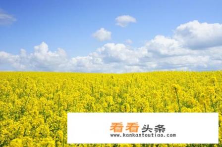 油菜花作文300字 油菜花作文300字