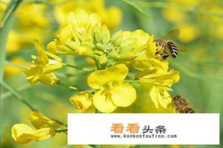 油菜花作文300字 油菜花作文300字