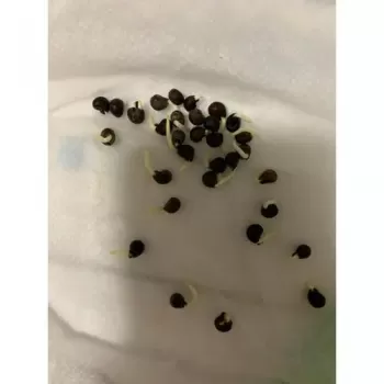 秋葵的种植 *** ,时间 秋葵的种植 *** ,时间
