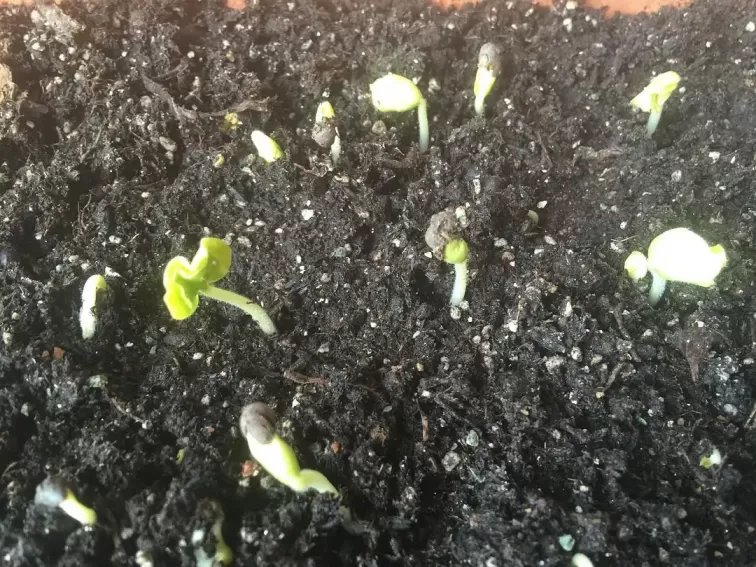 秋葵的种植 *** ,时间 秋葵的种植 *** ,时间