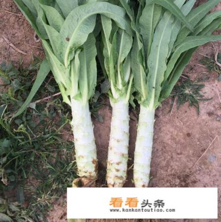 有点像莴笋的一种蔬菜是啥
