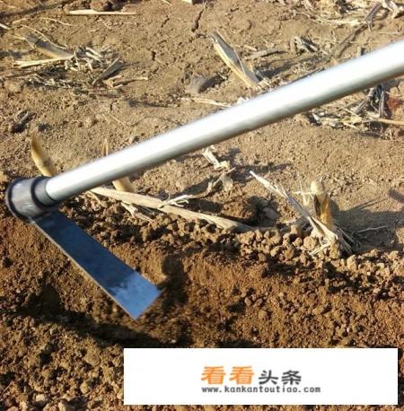 葱头种植 *** 葱头种植 ***