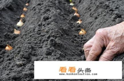 葱头种植 *** 葱头种植 ***