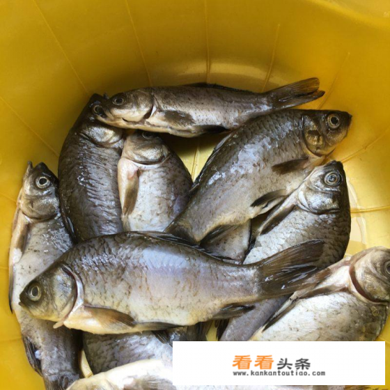 屈浩大师酥鲫鱼做法 屈浩大师酥鲫鱼做法