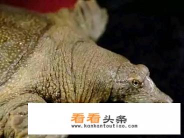 红烧甲鱼的做法 红烧甲鱼的做法