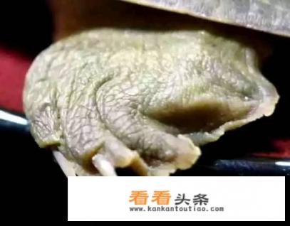 红烧甲鱼的做法 红烧甲鱼的做法