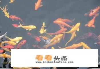 锦鲤鱼怎么养不容易死,养鱼的正确 *** 是怎样的 锦鲤鱼怎么养不容易死,养鱼的正确 *** 是怎样的