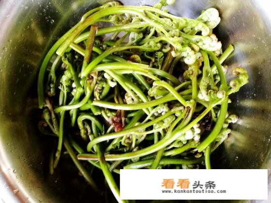 新鲜蕨菜的做法 新鲜蕨菜的做法