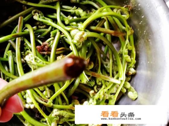 新鲜蕨菜的做法 新鲜蕨菜的做法