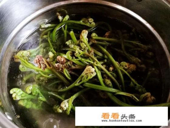新鲜蕨菜的做法 新鲜蕨菜的做法