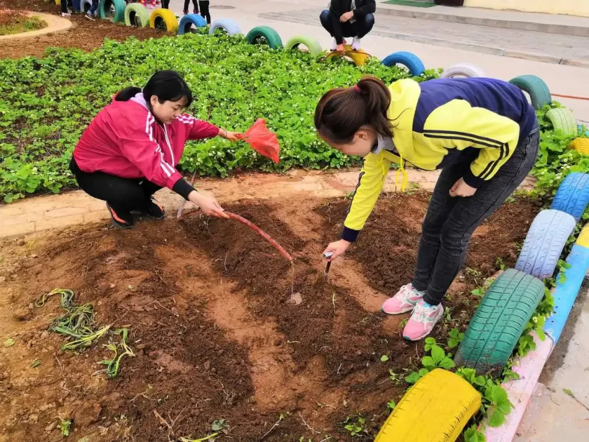 五彩椒种植 *** 与技术 五彩椒种植 *** 与技术