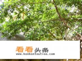 厦门鼓浪屿一日游玩攻略