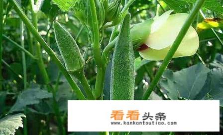 秋葵是什么秋葵图片