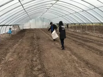 樱桃番茄种植 *** 樱桃番茄种植 ***
