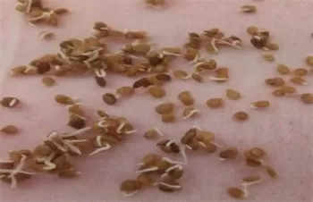樱桃番茄种植 *** 樱桃番茄种植 ***