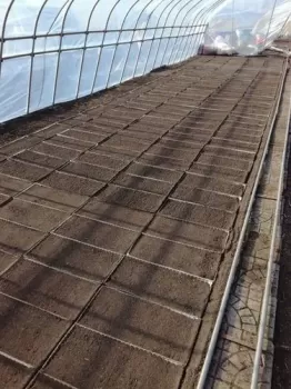 樱桃番茄种植 *** 樱桃番茄种植 ***
