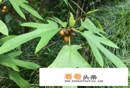 五指毛桃汤怎么搭配