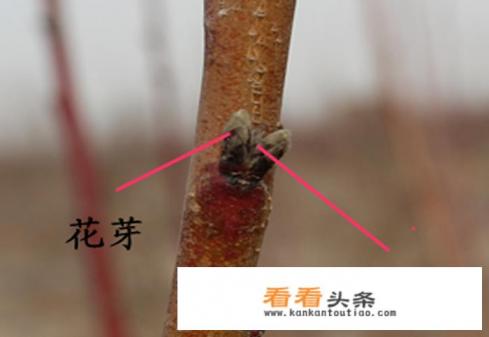 桃树花芽与叶芽的图片区别 桃树花芽与叶芽的图片区别
