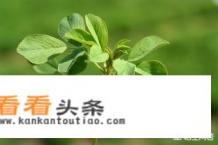 苜蓿怎么读