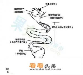 鹌鹑蛋上的斑点为什么能洗掉 鹌鹑蛋上的斑点为什么能洗掉