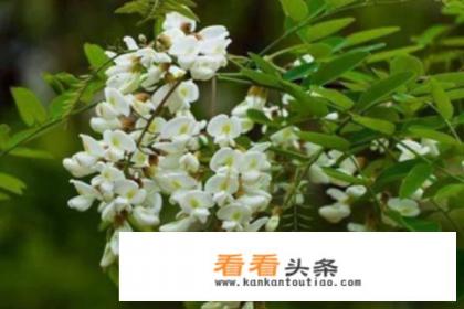 怎么做槐米茶,槐米茶的 *** *** 怎么做槐米茶,槐米茶的 *** ***