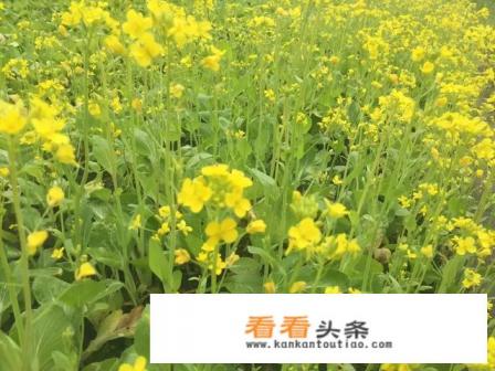 四五天短途旅游，去哪里好