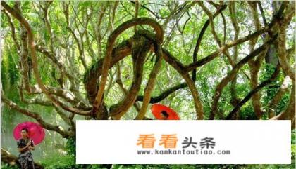 在深圳我要跟男朋友坐火车去云南旅游。大侠帮我安排下路线吧。细节