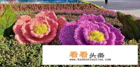 旅游菜鸟怎么做