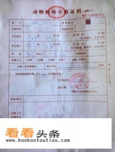 出国旅游带土狗拉风不 出国旅游带土狗拉风不