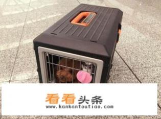 出国旅游带土狗拉风不 出国旅游带土狗拉风不